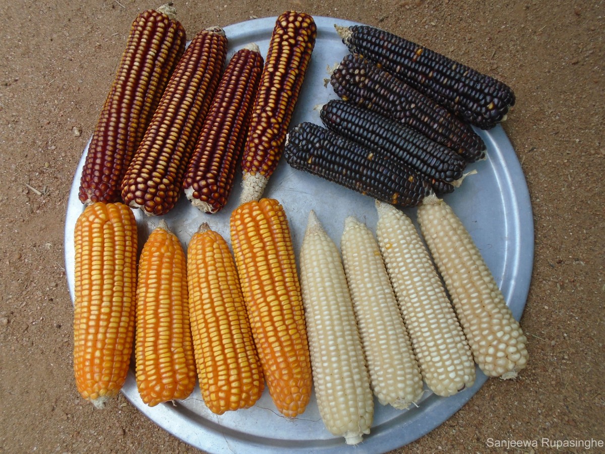 Zea mays L.